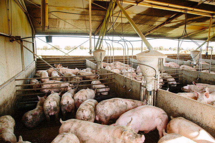 About pig farming | Australian Pork
